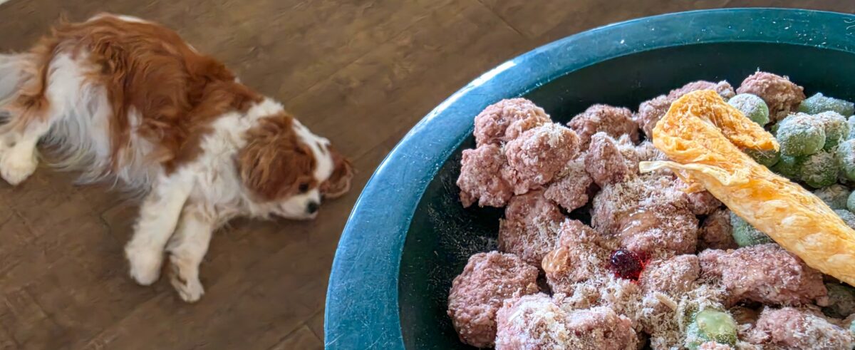 dog-fresh-food-1200x491.jpg